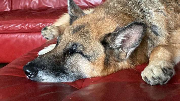 Alles rund um den Schäferhund, diskutieren erwünscht.-Beitrag-Bild