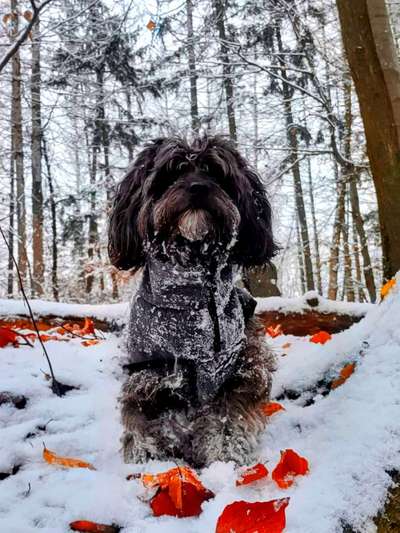 Dogorama Photo Challenge - Winterstimmung-Beitrag-Bild