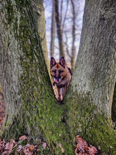 Handy Foto Challenge Nr. 49: Mein Freund der Baum-Beitrag-Bild