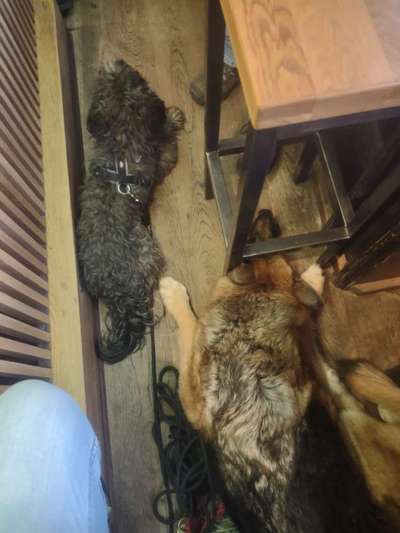 Alles rund um den Schäferhund, diskutieren erwünscht.-Beitrag-Bild