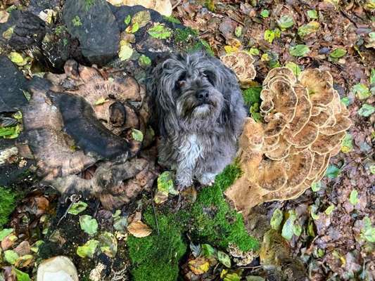 Dogorama Photo Challenge - Pilze-Beitrag-Bild