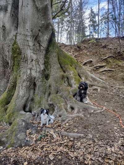 Dogorama Photo Challenge- Wurzeln-Beitrag-Bild