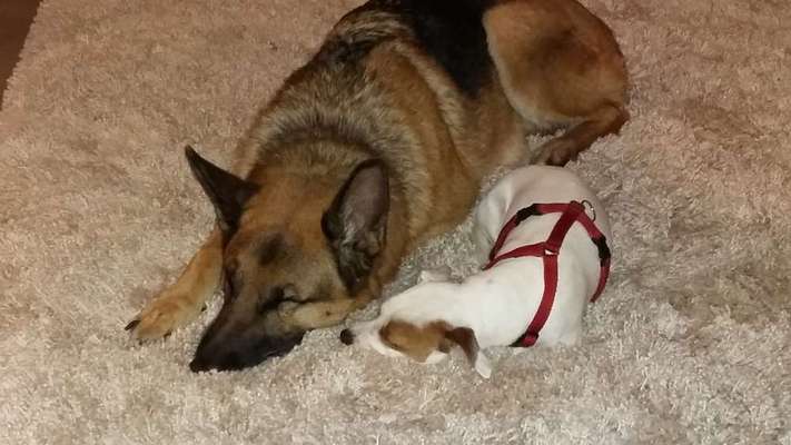 Dogorama Photo Challenge - Gegensätze-Beitrag-Bild