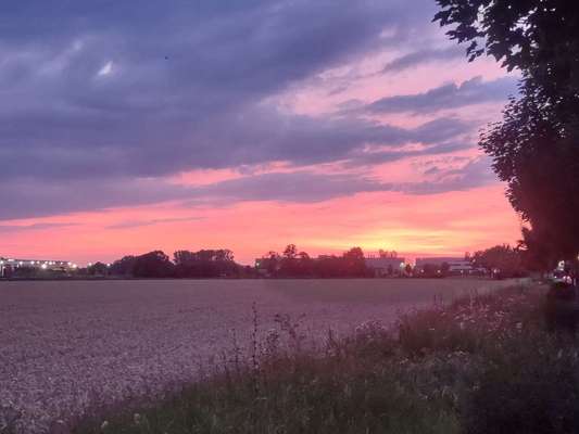 Alles rund um den Schäferhund, diskutieren erwünscht.-Beitrag-Bild