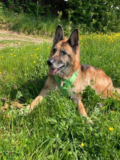 Alles rund um den Schäferhund, diskutieren erwünscht.-Beitrag-Bild