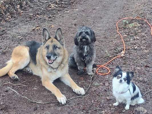 Alles rund um den Schäferhund, diskutieren erwünscht.-Beitrag-Bild