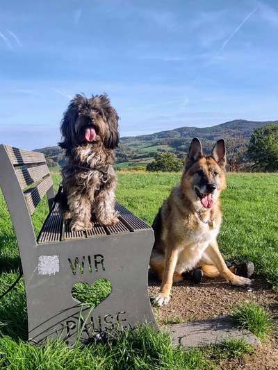 Dogorama Photo Challenge - Gassipause-Beitrag-Bild