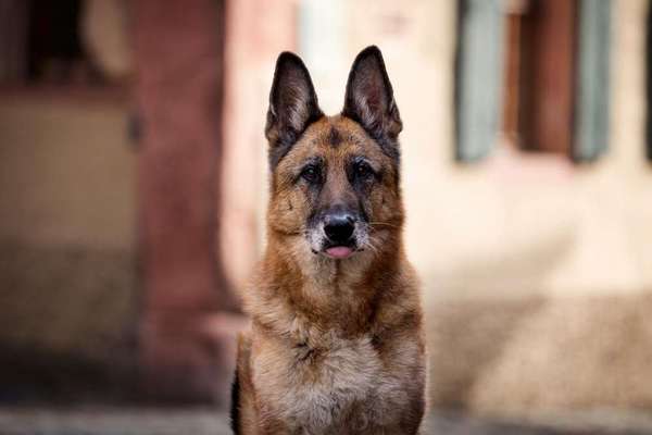 Schäferhund-Fans?-Beitrag-Bild