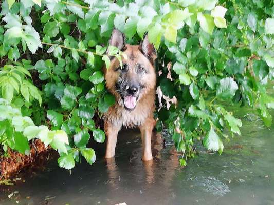 Dogorama Photo Challenge - Schattiges Plätzchen-Beitrag-Bild