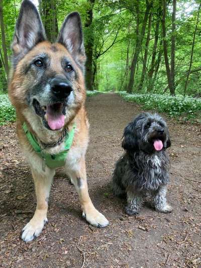 Alles rund um den Schäferhund, diskutieren erwünscht.-Beitrag-Bild