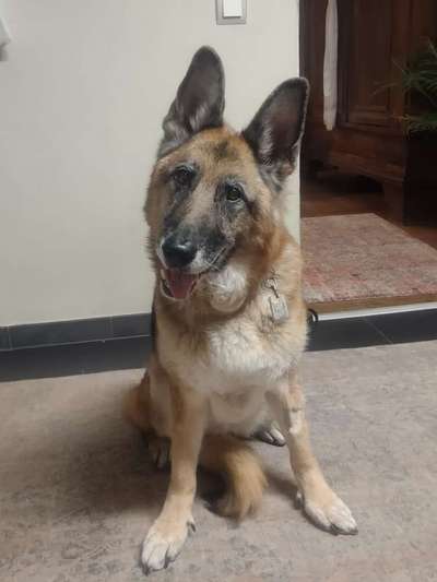 Alles rund um den Schäferhund, diskutieren erwünscht.-Beitrag-Bild