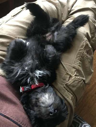 Fotochallenge 32 - Mein Schoßhündchen-Beitrag-Bild