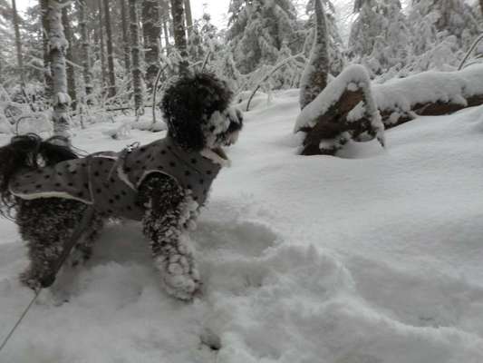 Hundekleidung (nicht nur für Pudel) bei nass/kaltem Wetter-Beitrag-Bild