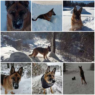 24. Collage-Challenge  *Hund im Schnee*-Beitrag-Bild