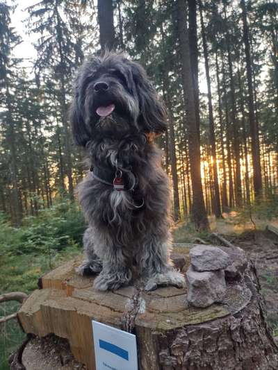 Dogorama Photo Challenge - Schattiges Plätzchen-Beitrag-Bild