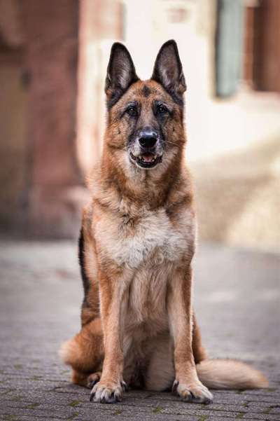 Alles rund um den Schäferhund, diskutieren erwünscht.-Beitrag-Bild