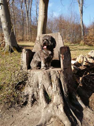 Fotochallenge No. 26                                     Wald und Wiese-Beitrag-Bild