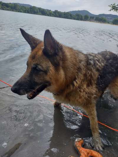 Alles rund um den Schäferhund, diskutieren erwünscht.-Beitrag-Bild