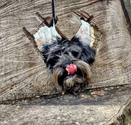 Dogorama Photo Challenge - Herzenshund-Beitrag-Bild