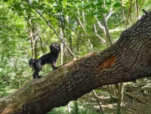 Handy Foto Challenge Nr. 49: Mein Freund der Baum-Beitrag-Bild