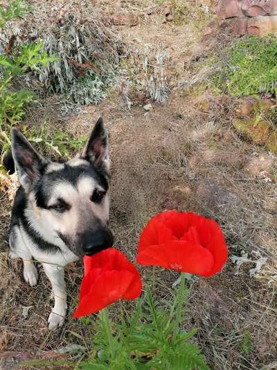 11. Farben Foto Challenge Rot-Beitrag-Bild