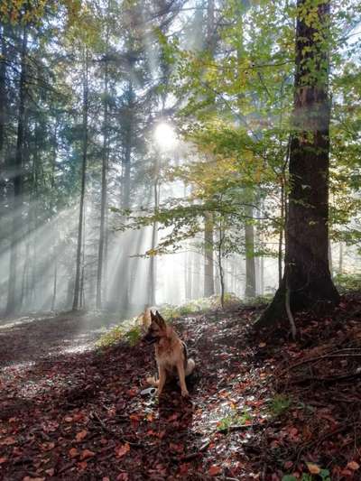 Farben Fotochallenge Sonnenlicht-Beitrag-Bild