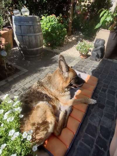 Alles rund um den Schäferhund, diskutieren erwünscht.-Beitrag-Bild
