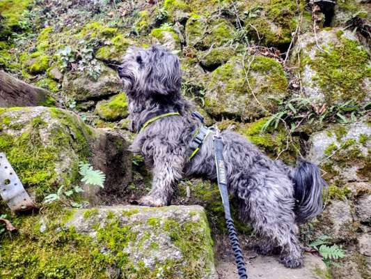 Dogorama Photo Challenge - an der Leine-Beitrag-Bild