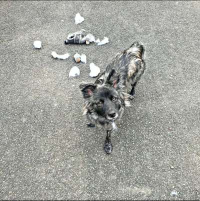 Zeigt mal die schönsten Bilder von euren Hunden !-Beitrag-Bild