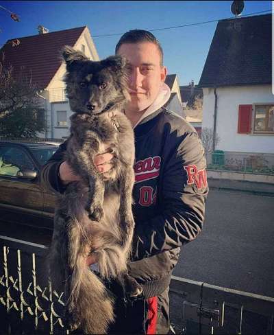 Wie alt sind eure Hunde ?-Beitrag-Bild