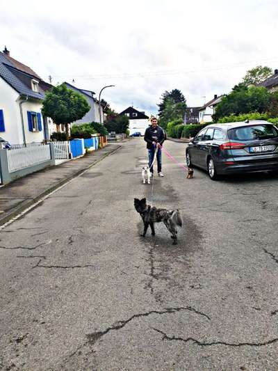 Mehrere Hunde zuhause !-Beitrag-Bild