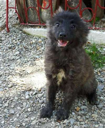 Hunde sind die beste Medizin-Beitrag-Bild