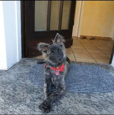 Zeigt mal die schönsten Bilder von euren Hunden !-Beitrag-Bild