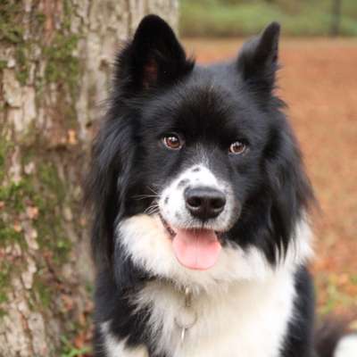 Welche Rasse kann man noch mit guten Gewissen kaufen?-Beitrag-Bild