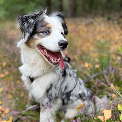 Hundetreffen-Freizeit-Treffen Aussie-Bild