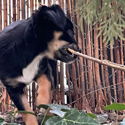 Hundetreffen-Welpentreff „Kleine Hunde“-Bild