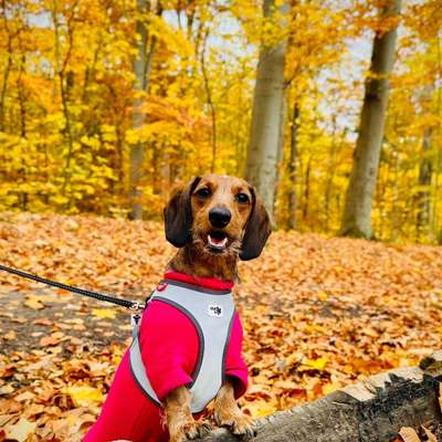 Hundetreffen-Dackel sucht Freunde zum toben und spazieren gehen-Bild