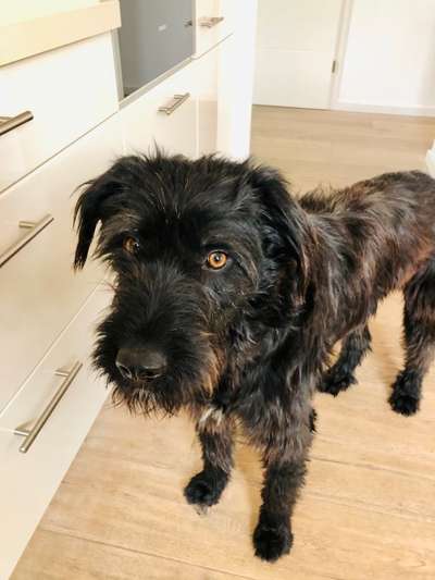 Seltene Rassen!-Beitrag-Bild