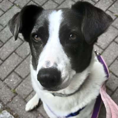 Hundetreffen-Regelmäßiges Gassigehen in der Nachbarschaft-Profilbild