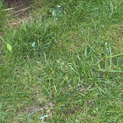 Giftköder-Blaues Zeug, womöglich Gift-Bild