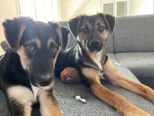 Tierschutzhund ist meine Lieblingsrasse-Beitrag-Bild