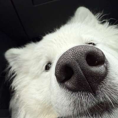 Hundetreffen-Mochi Spielenzeit-Bild