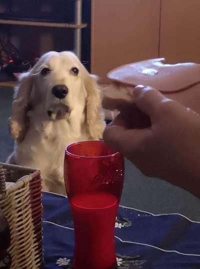 Zeige das lustigste Bild eures Hundis-Beitrag-Bild