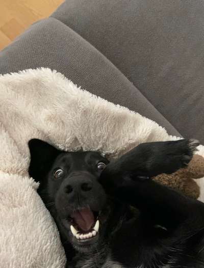 146. Foto Challenge: Maulaufreisser-Beitrag-Bild