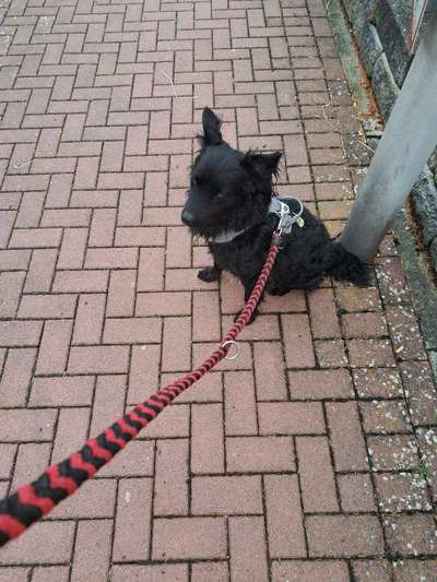 Wie kamst du zu deinem Hund?-Beitrag-Bild