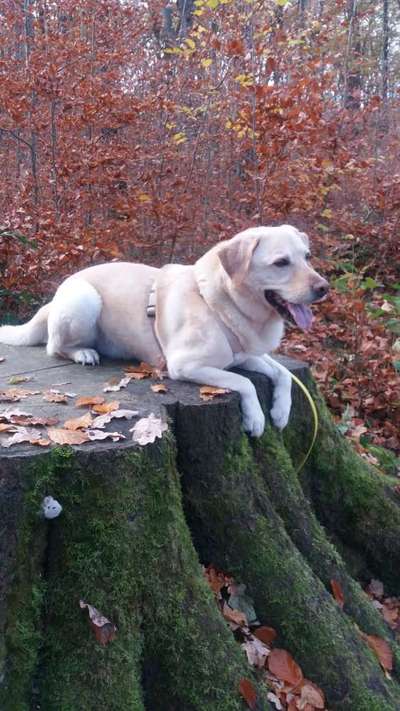 Unsere Fellnasen im Regenbogenland-Beitrag-Bild