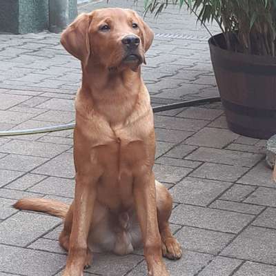 Hundetreffen-Gassigehen im Chemnitzer Küchwald-Profilbild