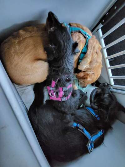 Foto Challenge Thema "Hunde im Auto"-Beitrag-Bild