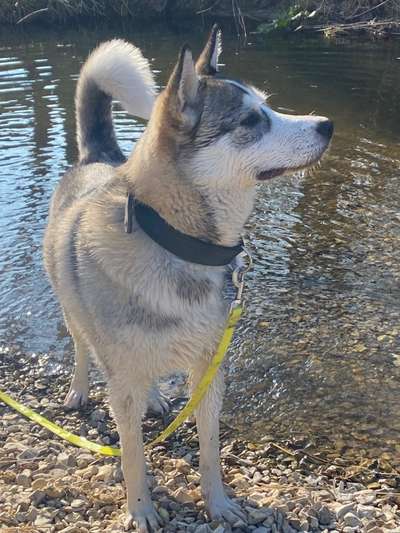 Mischlinge raten - Rätselspaß-Beitrag-Bild