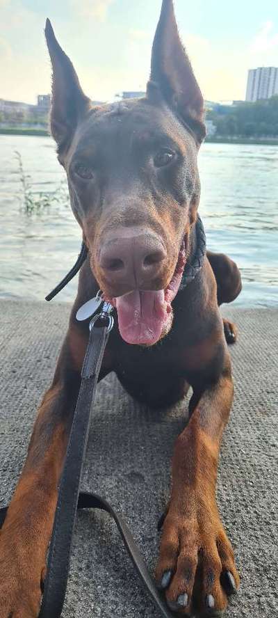 Wo sind die Dobis?-Beitrag-Bild